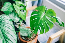Zelený spoj – rostliny a houby v harmonii  